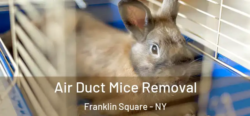  Air Duct Mice Removal Franklin Square - NY